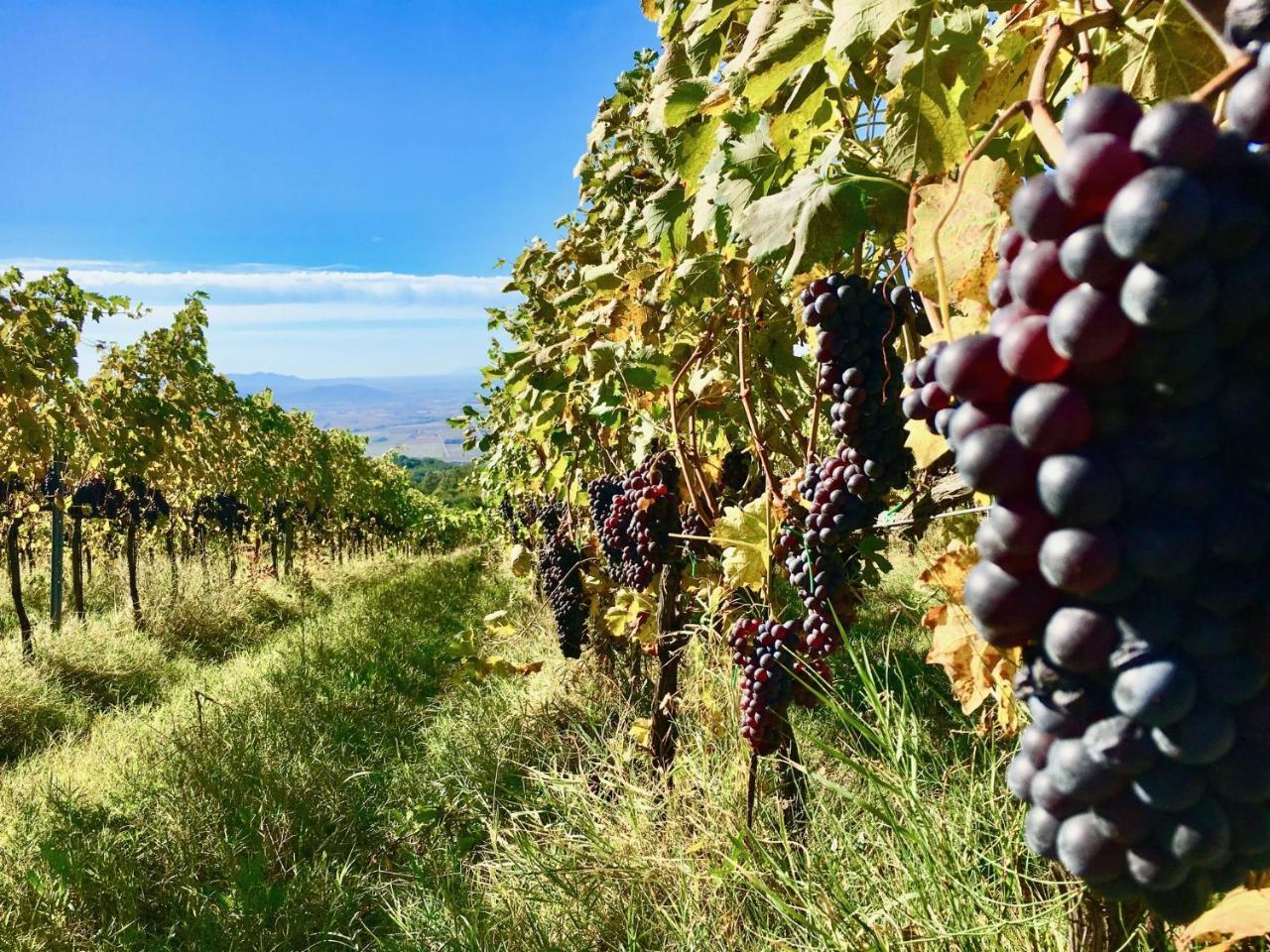 Valdonica Winery Fine Dine & Wine Hotel Sassofortino Exterior foto